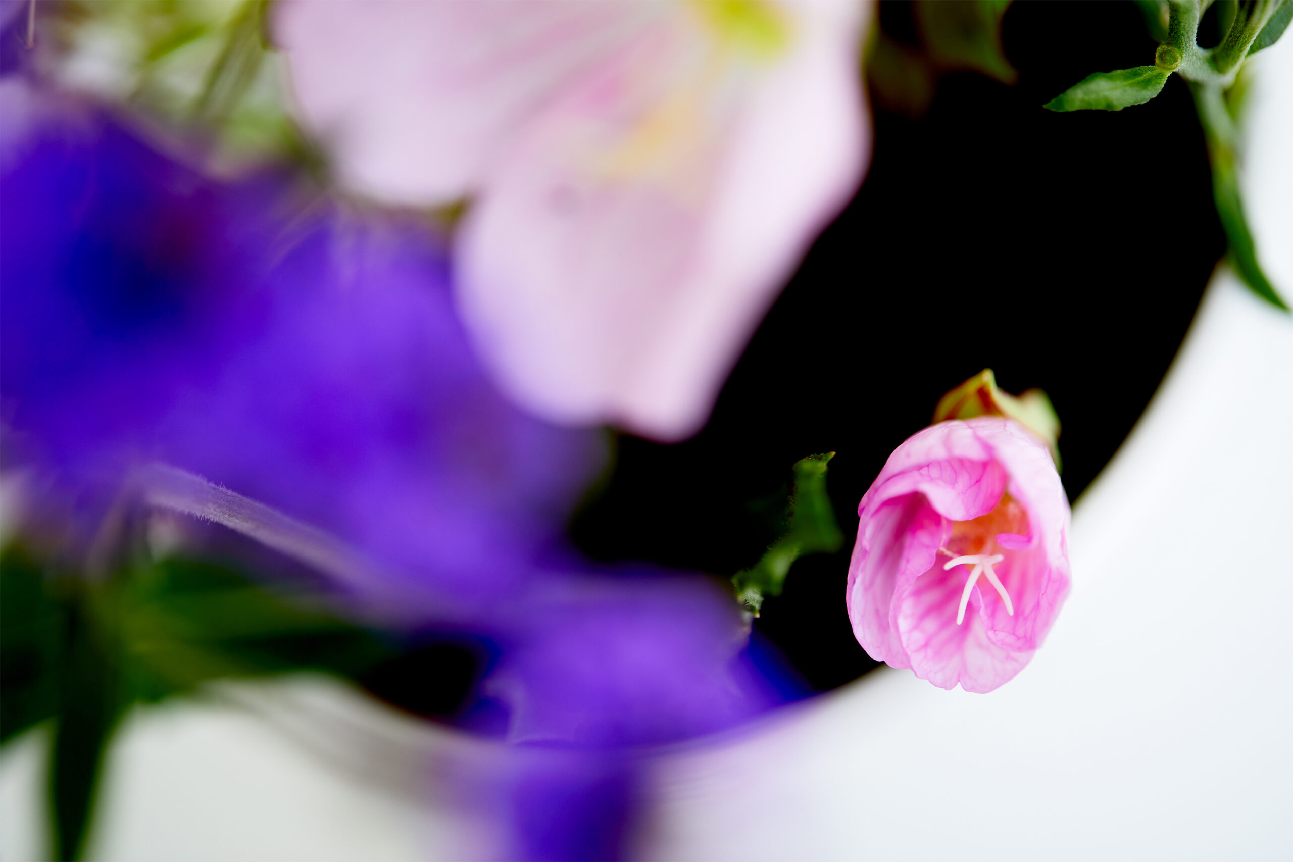 リニューアルキャンペーン